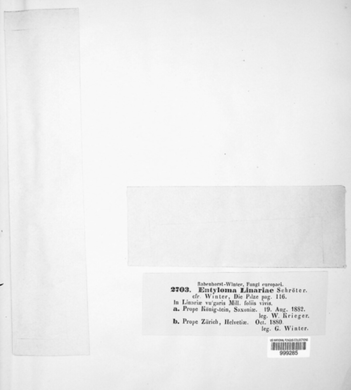 Entyloma linariae image